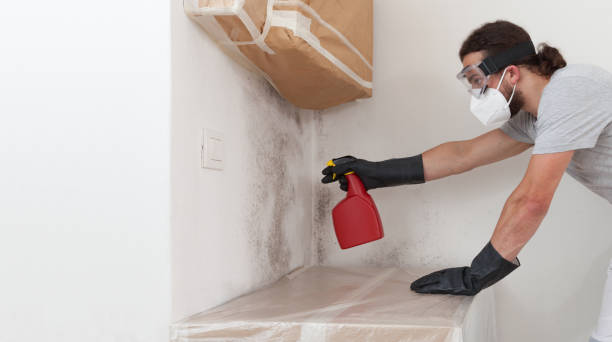 Professional Basement Mold Remediation technician working in Westwood, PA