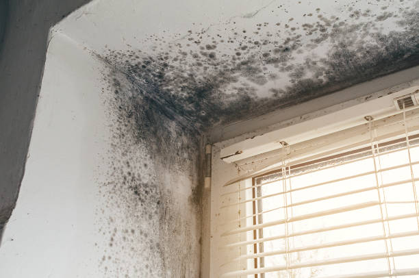 Affordable Basement Mold Remediation solutions in Westwood, PA