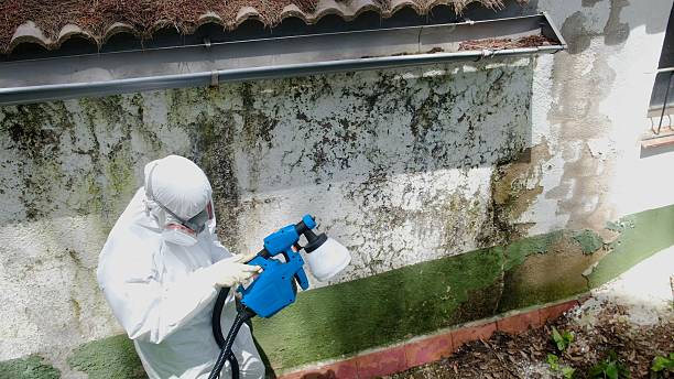 Top rated local Basement Mold Remediation specialists in Westwood, PA